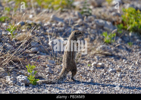 A ground squirrel stands to look around Stock Photo