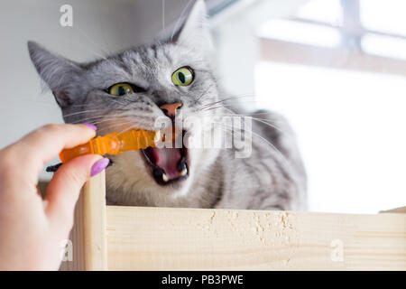 Funny angry scottish cat playing with human hand with orange toy. Stock Photo