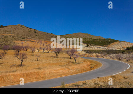 Prunus dulcis, Almond grove in the Andalucia mountain landscape Spain Stock Photo