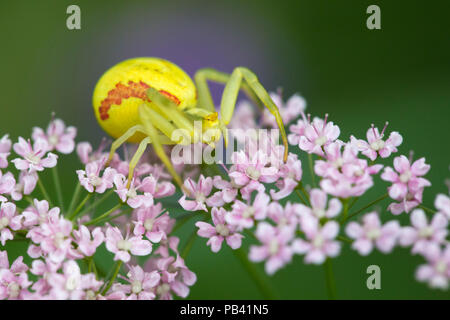 Goldenrod Crab Spider (Misumena vatia) female waiting to ambush insect prey on Greater Burnet-saxifrage (Pimpinella major) Nordtirol, Austrian Alps. June. Stock Photo