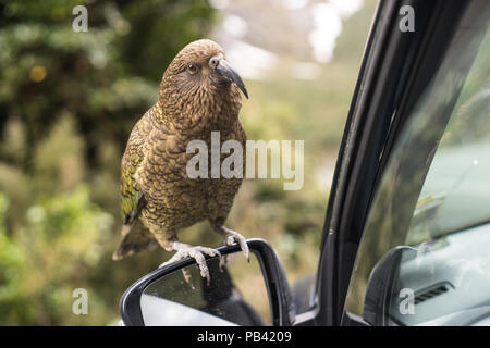 Kea bird on a car mirror in New Zealand, Milford Sounds Stock Photo