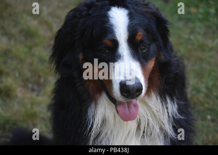 Obedient Bernese mountain dog sitting on command. Stock Photo