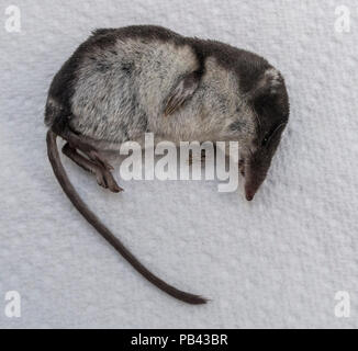 Dead water shrew – Neomys fodiens, probably killed by a domestic cat Stock Photo