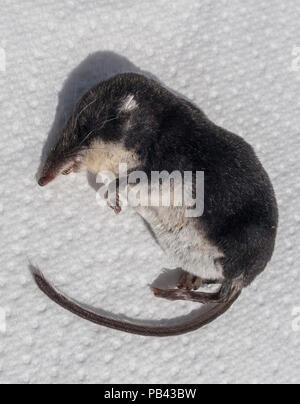 Dead water shrew – Neomys fodiens, probably killed by a domestic cat Stock Photo
