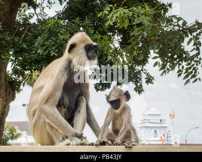 Langur monkeys or gray langur or Hanuman langur (Semnopithecus entellus) mother and her baby sitting on the fence in Anuradhapura ancient city, Sri La Stock Photo