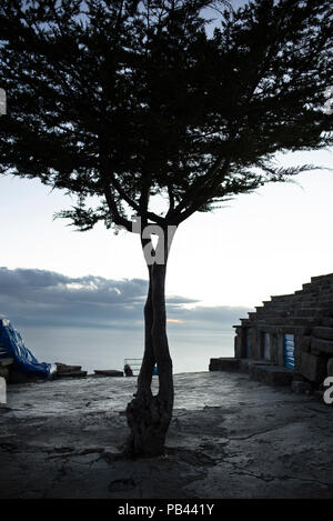 Twisted tree and cement ground on top of Cerro Calvario. Copacabana, Bolivia. Jun 2018 Stock Photo