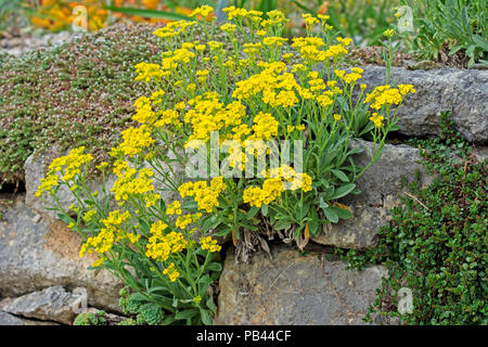Rockery with yellow flowers at a stone wall Stock Photo - Alamy