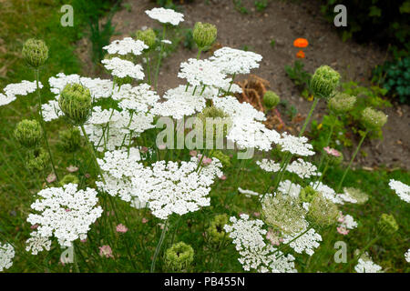 Wild sea carrot or Daucus Carota wildflower plant growing in a herbaceous border in a cottage  garden Wales UK  KATHY DEWITT Stock Photo