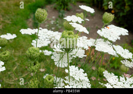 Wild sea carrot or Daucus Carota wildflower plant growing in a herbaceous border in a cottage  garden Wales UK  KATHY DEWITT Stock Photo
