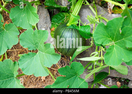 Green hybridised hybridized hybrid courgette squash zucchini vegetable plant growing in summer 2018 garden in Carmarthenshire Wales UK  KATHY DEWITT Stock Photo