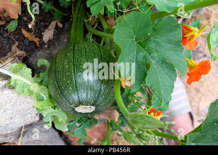 Hybridised courgette zucchini squash vegetable plant growing in summer 2018 garden in Carmarthenshire Wales UK  KATHY DEWITT Stock Photo