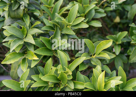 leaves from citrus reticulata mandarine close up background texture in summer leaf Stock Photo