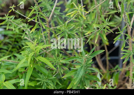 bubble gum plant lippia polystacha close up with leaf in garden Stock Photo