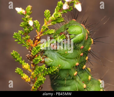Emperor Moth caterpillar final instar (Saturnia pavonia) feeding on heather. Tipperary, Ireland Stock Photo
