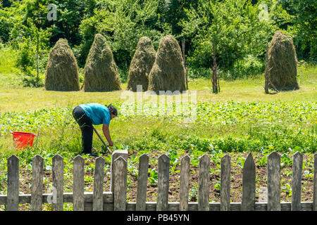 Woman tending a vegetable patch in Vermosh, the most northerly village in Albania, just below the border with Montinegro.  Albania. Stock Photo