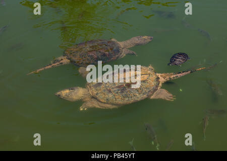 snapping turtles, Chelydra serpentina, and painted turtle, Maryland Stock Photo