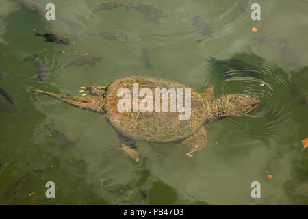 snapping turtle, Chelydra serpentina,  and Bluegills, Lepomis macrochirus, Maryland Stock Photo