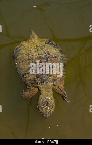 snapping turtle, Chelydra serpentina, Maryland Stock Photo
