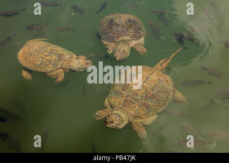 snapping turtles, Chelydra serpentina,  and Bluegills, Lepomis macrochirus, Maryland Stock Photo