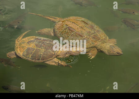 snapping turtles, Chelydra serpentina,  and Bluegills, Lepomis macrochirus, Maryland Stock Photo