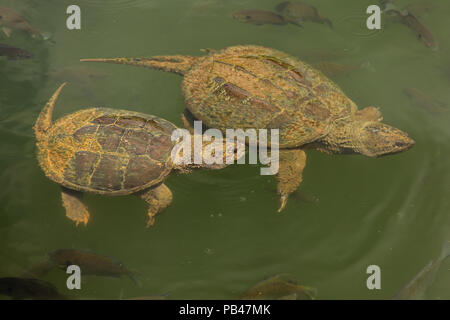 snapping turtles, Chelydra serpentina,  and Bluegills, Lepomis macrochirus, Maryland Stock Photo