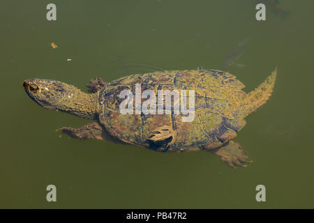 snapping turtle, Chelydra serpentina, Maryland Stock Photo
