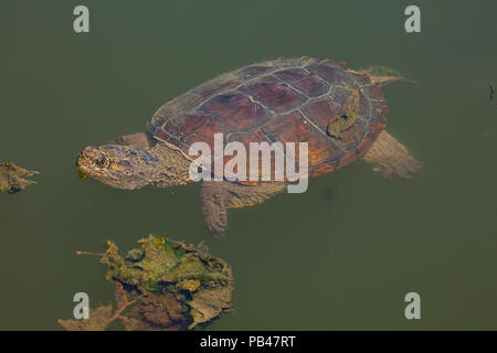 snapping turtle, Chelydra serpentina, Maryland Stock Photo