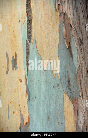 Eucalyptus tree bark, Morro Bay, California, USA Stock Photo