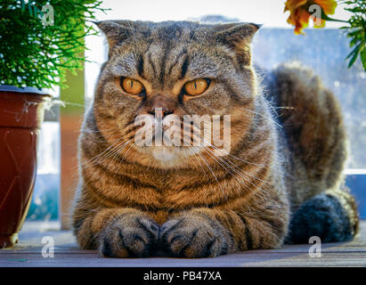 Brown stripped scottish fold cat Stock Photo