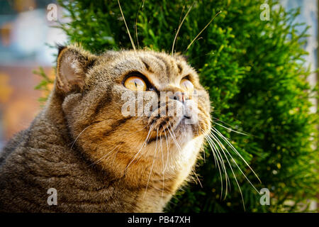 Brown stripped scottish fold cat Stock Photo