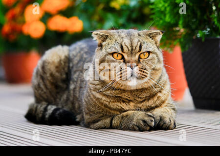 Brown stripped scottish fold cat Stock Photo