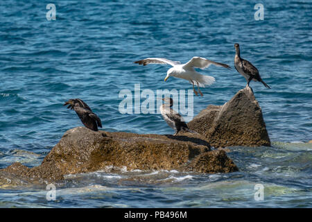 Trieste, Italy, 26 July 2018.  A seagull flies next to cormorants posing on a rock at the Adriatic sea off the coast of Trieste in northern Italy.  Ph Stock Photo
