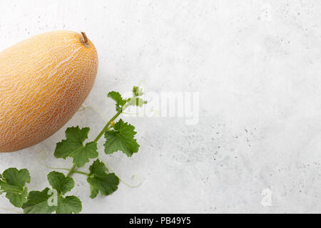 Fresh oval melon and flowering vine on white textured background, summer harvest Stock Photo