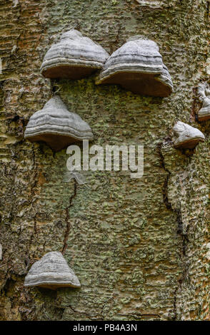 Shelf Fungus growing on dead tree, Michigan, USA, by Bruce Montagne/Dembinsky Photo Assoc Stock Photo