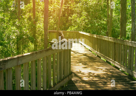 Wooden walkway through in deep rain forest. Lush green foliage in tropical jungle. Tracks for tourists in the jungle. Tourist routes. Tropical Rainfor Stock Photo