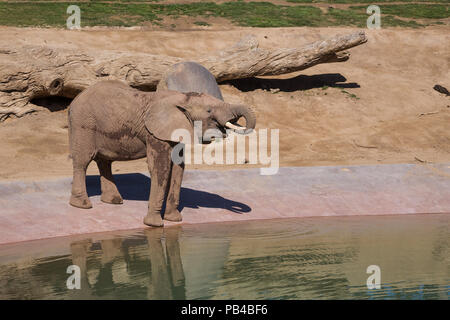 Elephant is drinking water at the watering hole