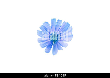 Blue flower isolated on white Stock Photo