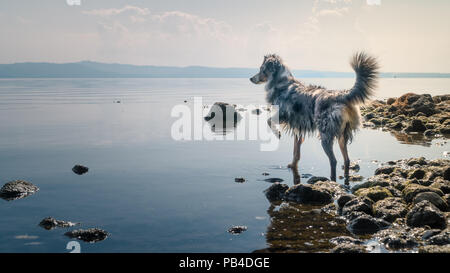 Mili the Miniature Australian Shepherd, fun in water Stock Photo