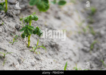 Young potato on soil cover. Plant close-up. The green shoots of young potato plants sprouting from the clay in the spring. Stock Photo