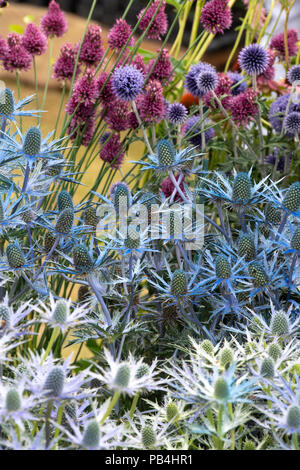 Eryngium x zabelii ‘Big blue’. Sea holly flowers on a flower show display. UK Stock Photo