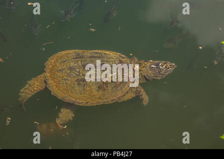 snapping turtle, Chelydra serpentina, Maryland Stock Photo