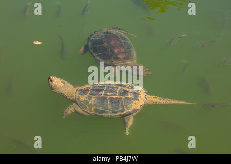 snapping turtles, Chelydra serpentina, and Bluegills, Lepomis macrochirus, Maryland Stock Photo