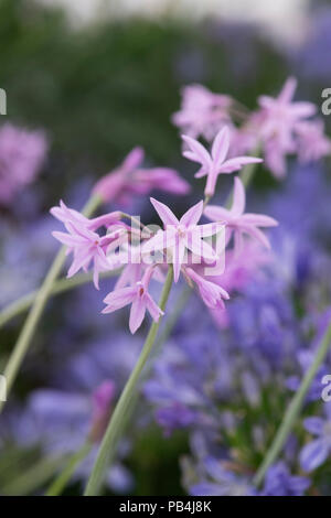 Tulbaghia violacea ‘Silver lace’. Society garlic flowers on a flower show display. UK Stock Photo