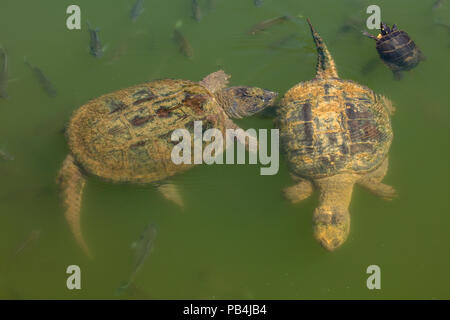 snapping turtles, Chelydra serpentina, and painted turtle, Maryland Stock Photo