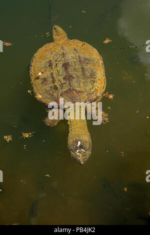 snapping turtle, Chelydra serpentina, Maryland Stock Photo