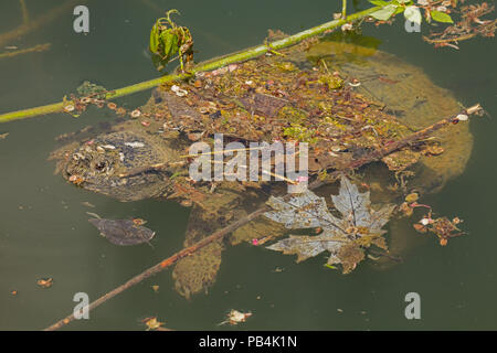 snapping turtle, Chelydra serpentina, Maryland Stock Photo
