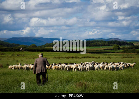 Shepherd herding sheep on the Isle of Bute, Scotland Stock Photo