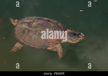 snapping turtle, Chelydra serpentina, Maryland Stock Photo