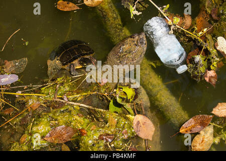 snapping turtle, Chelydra serpentina, and , painted turtle, Chrysemys picta, with discarded plastic bottle, label on bottle digitally removed, Marylan Stock Photo