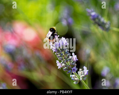 Bee in garden, Newport, South Wales Stock Photo